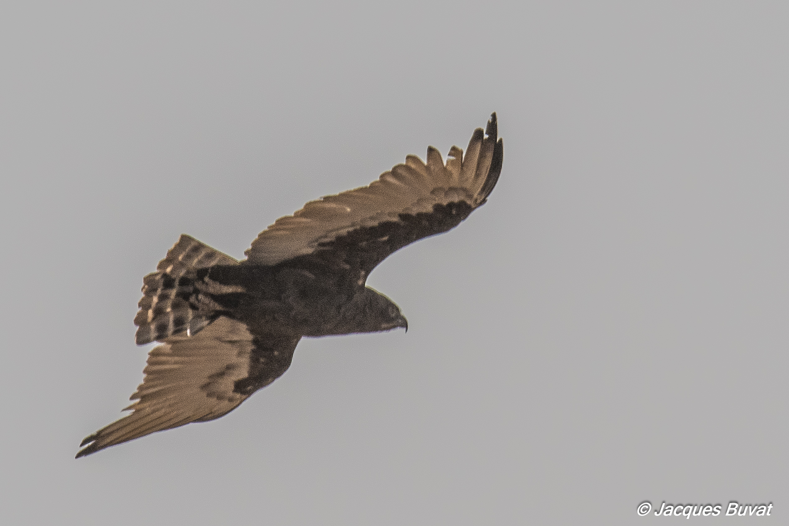 Circaète brun (Brown snake-eagle, Circaetus cinereus), envol d'un adulte, Brousse de Somone, Sénégal.